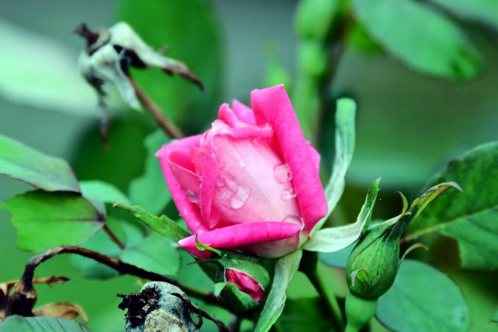 Pink Knock Out® rose