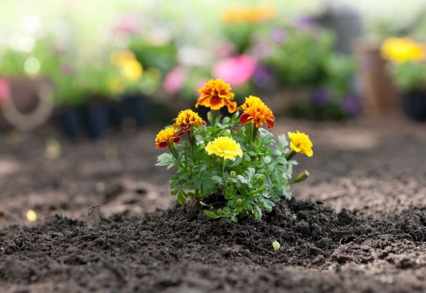 Planting marigolds