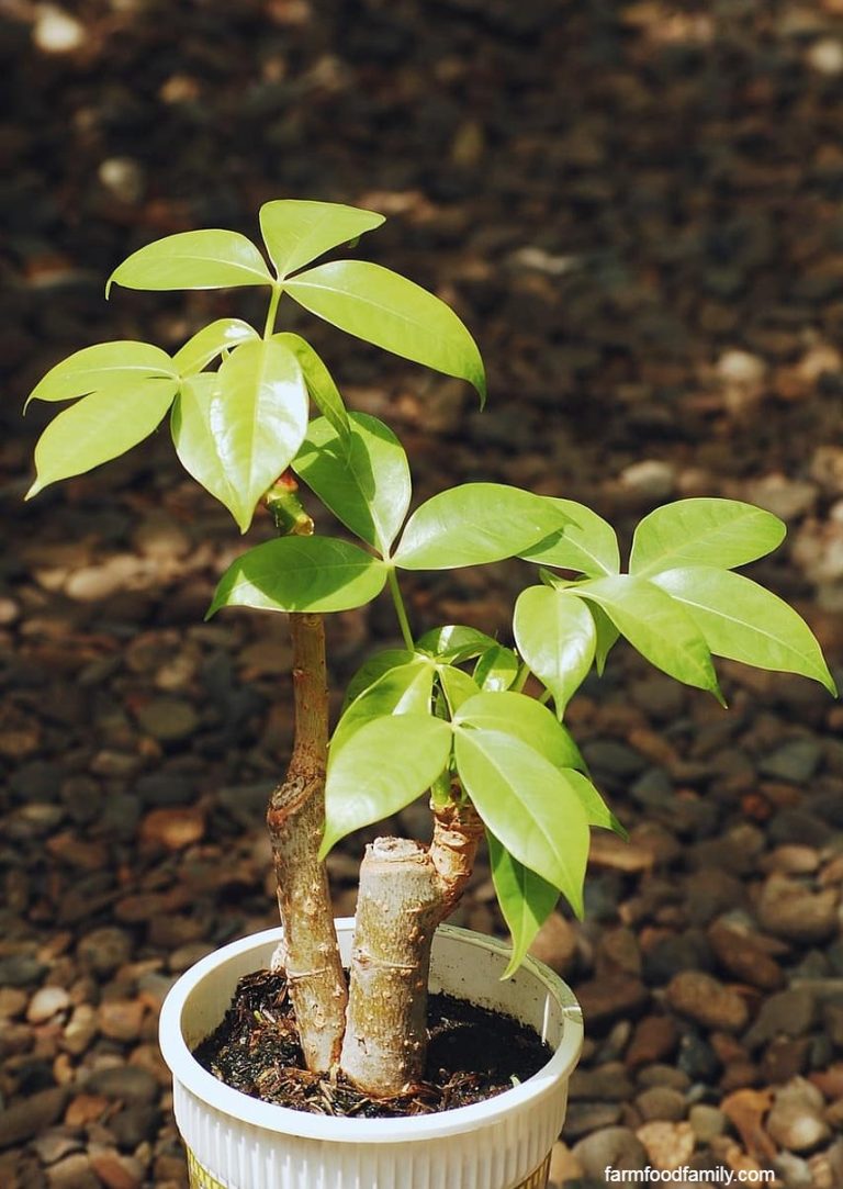 Money Tree Plant (Pachira Aquatica) Meaning, Growing, and