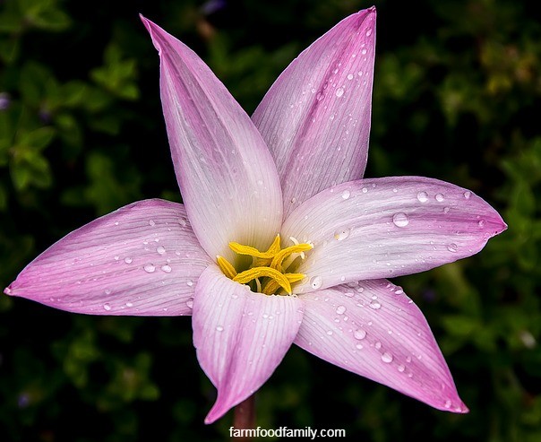 Care for rain lilies