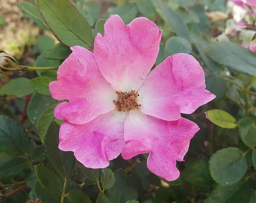 species rose
