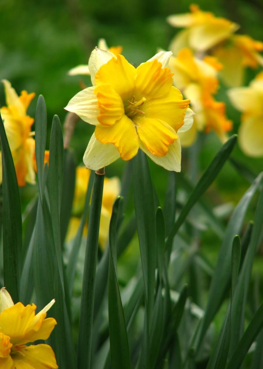 Split Corona Daffodils
