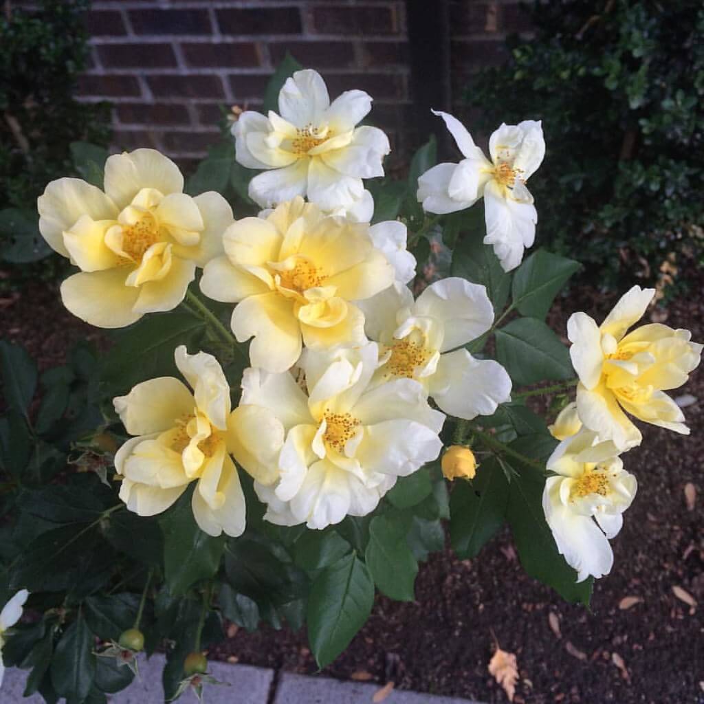 Sunny Knock Out® rose