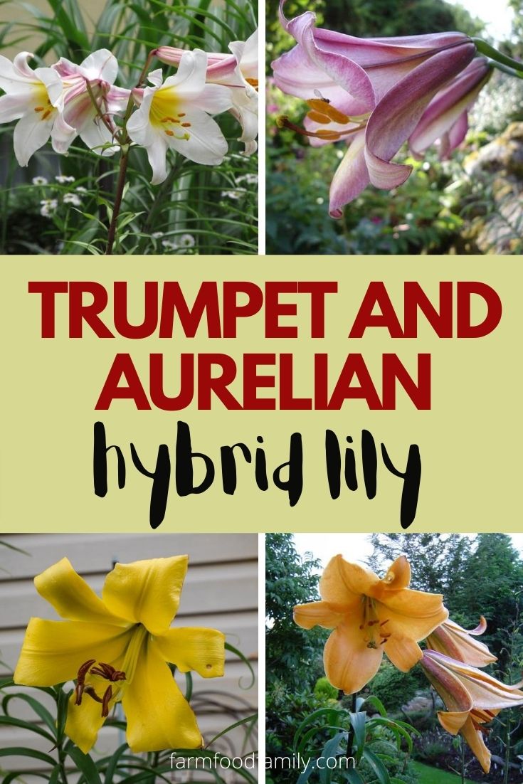 Trumpet and Aurelian hybrid lily