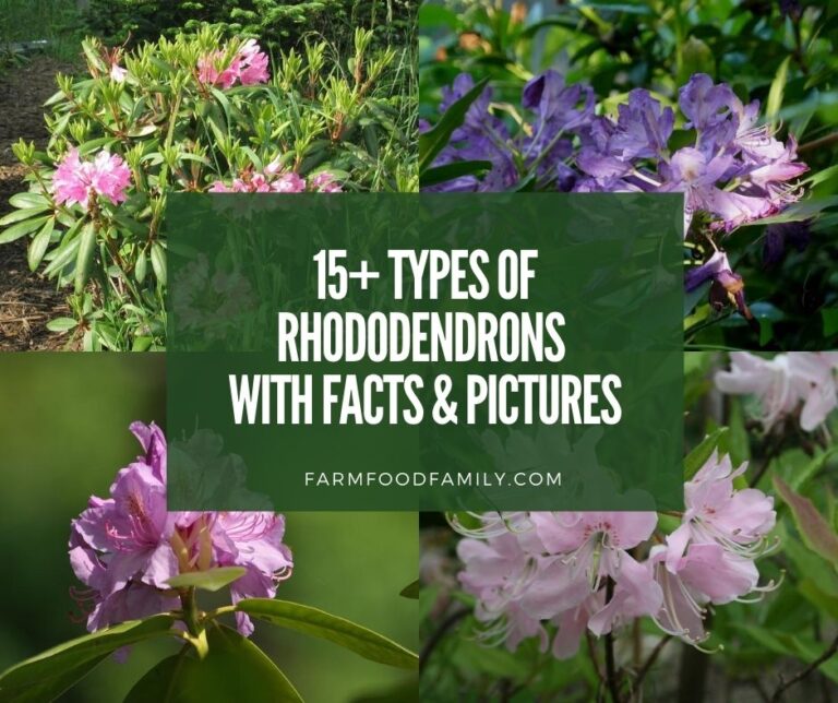 Types Of Rhododendrons: Varieties, Problems, Meaning, & Growing