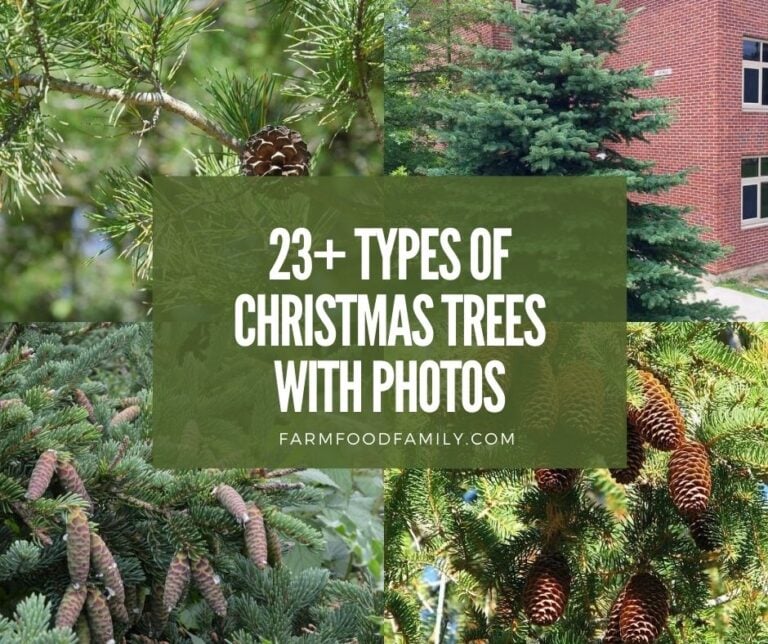 23+ Different Types Of Christmas Trees With Pictures