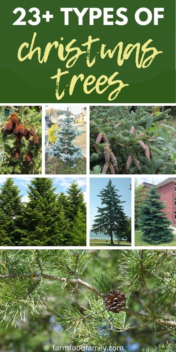 types of christmas trees with pictures