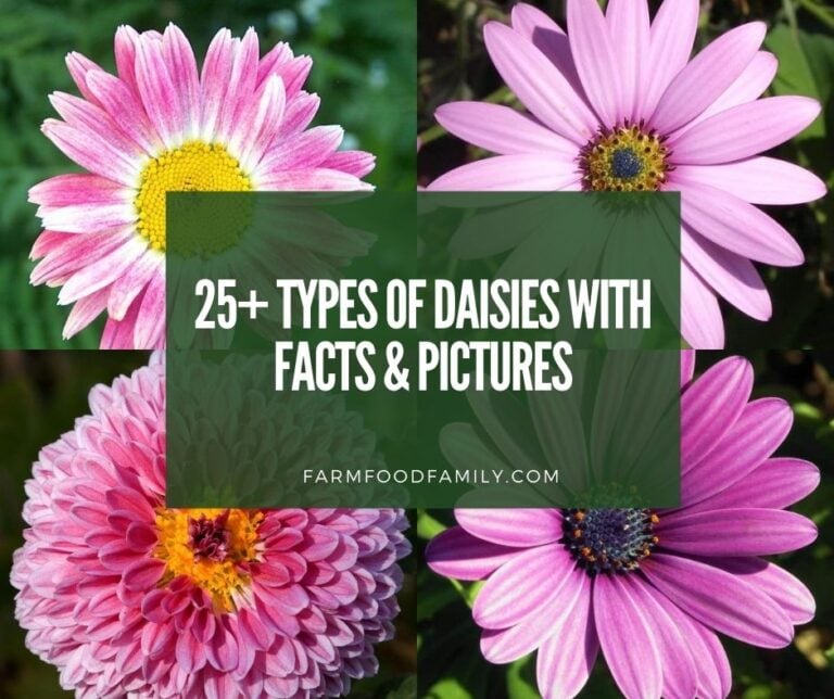 25+ Popular Types Of Daisies With Facts & Photos