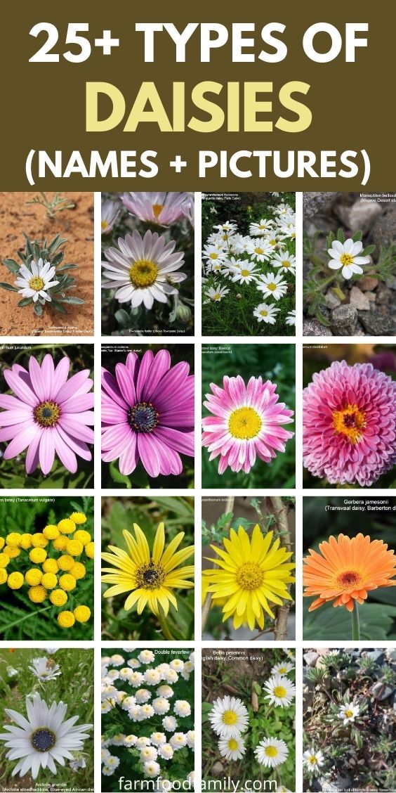 types of daisies with pictures