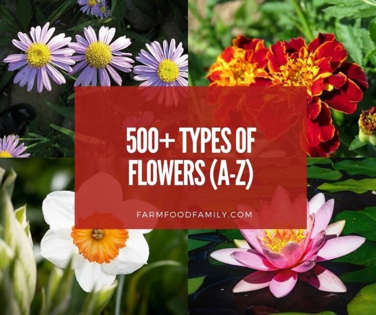 350+ Different Types Of Flowers With Names, Meaning and Pictures (Flower Categories)