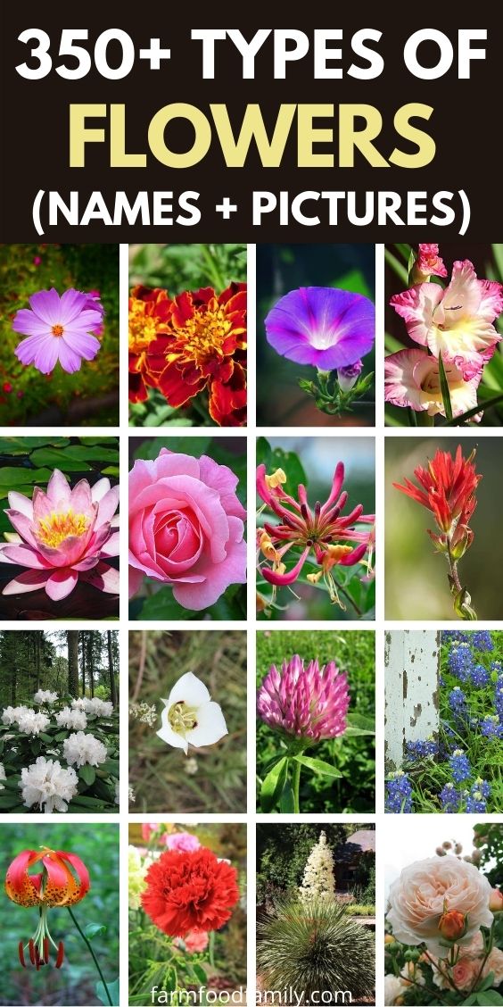 types of flowers with pictures
