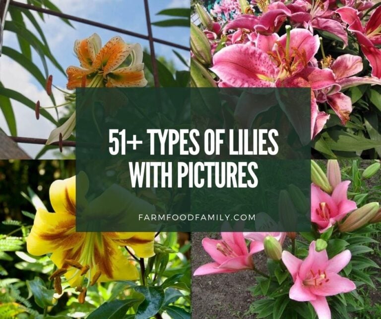 Types Of Lilies: 51+ Beautiful Varieties With Facts & Pictures