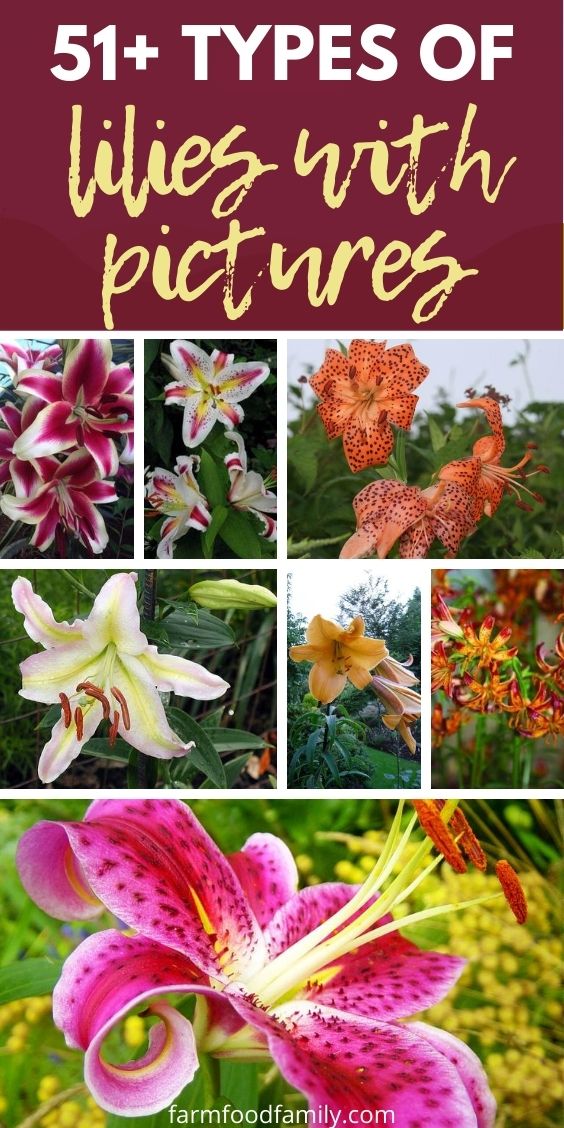 types of lilies with pictures
