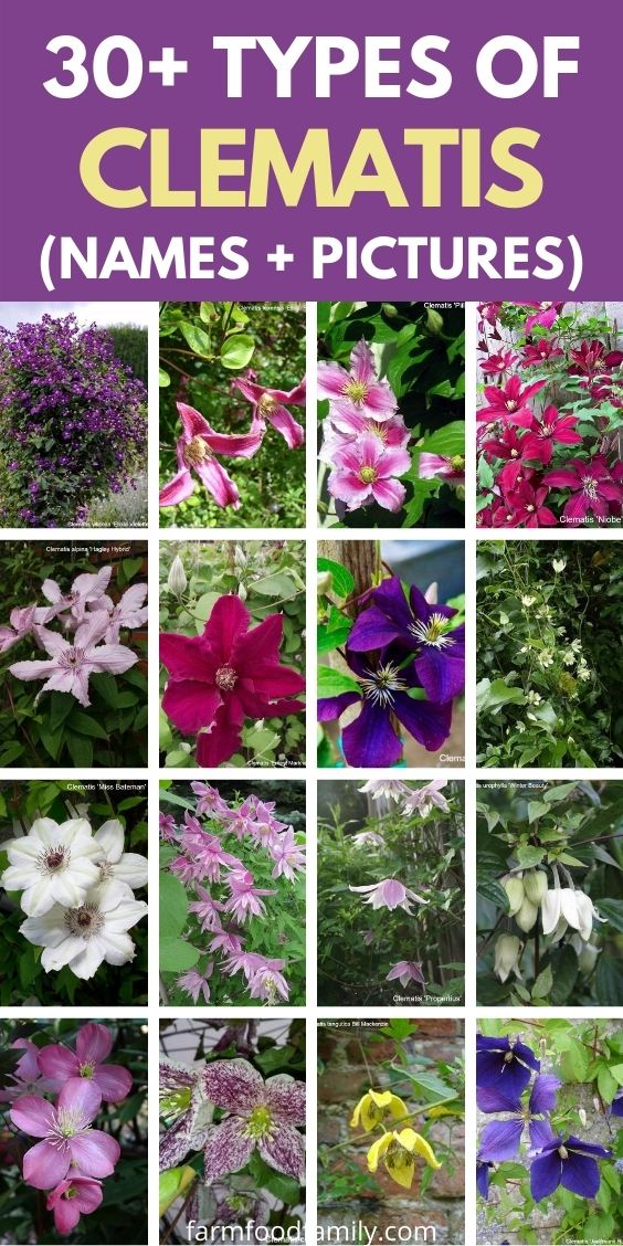 Types of Clematis flowers