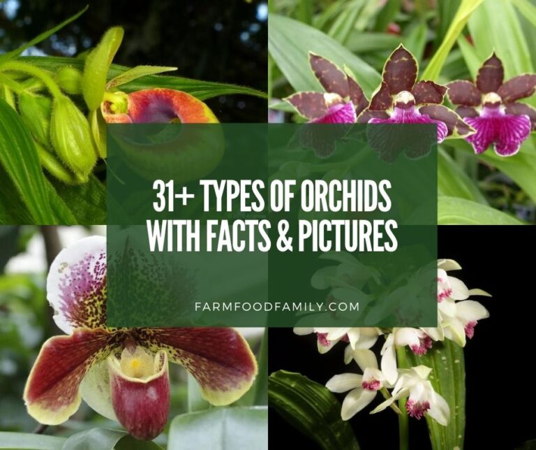 31+ Different Types Of Orchids With Names and Pictures