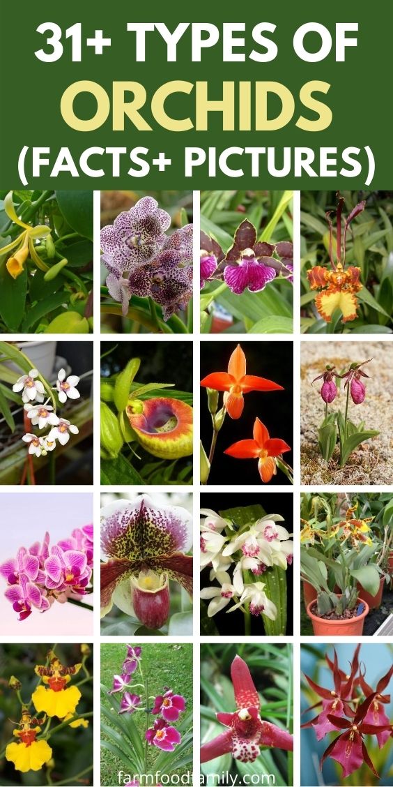 types of orchids with pictures facts