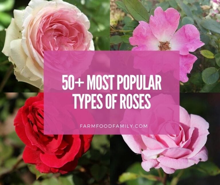Types Of Roses: How to Identify Different Roses (With Names & Pictures)