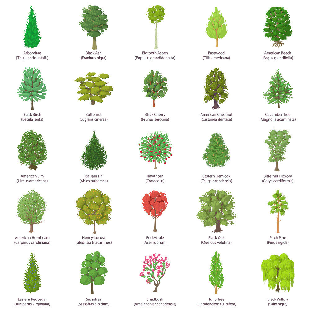types of tree vector 1
