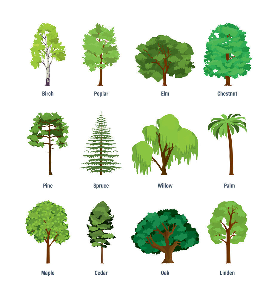 types of tree vector