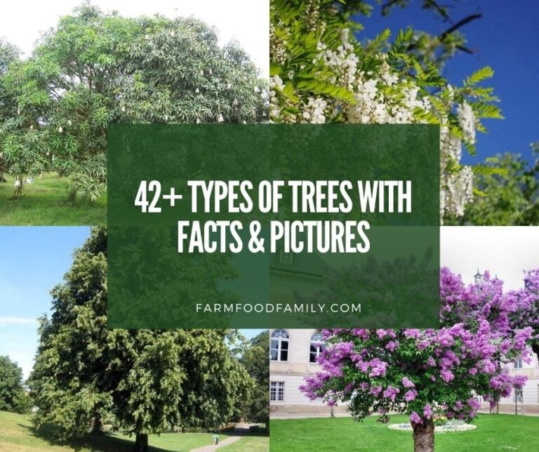 42+ Types Of Trees With Names, Facts, and Pictures (Tree Species A-Z)