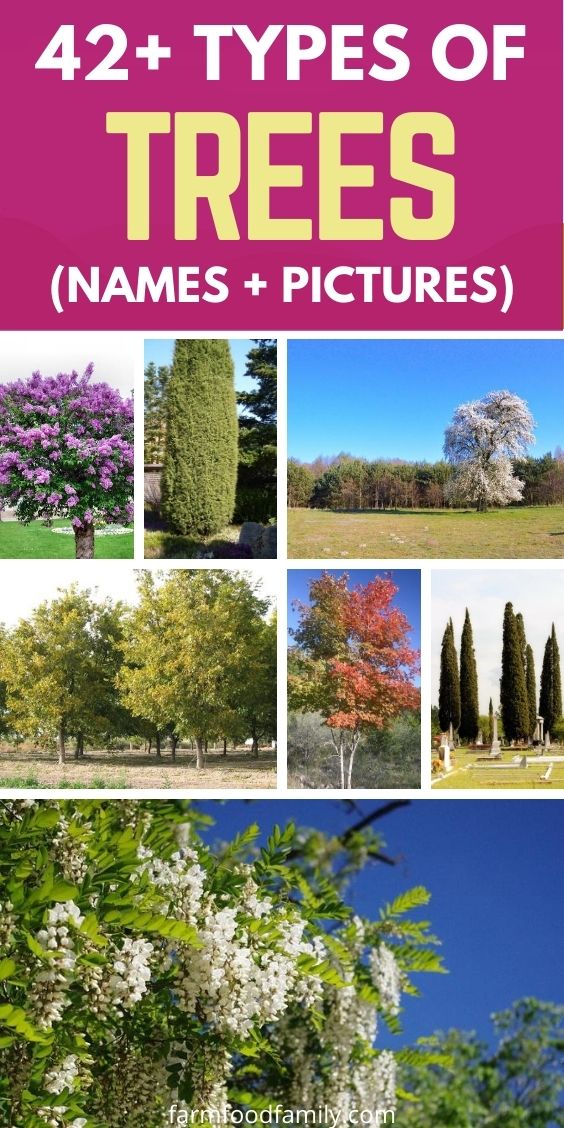 different types of trees with names and pictures