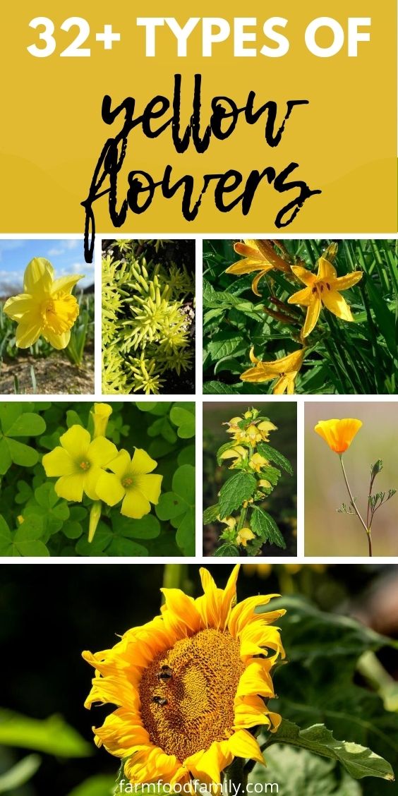 types of yellow flowers with pictures