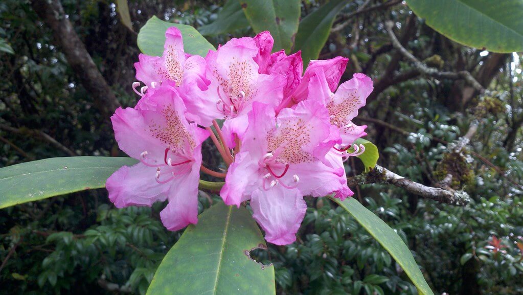 washington coast rhododendron