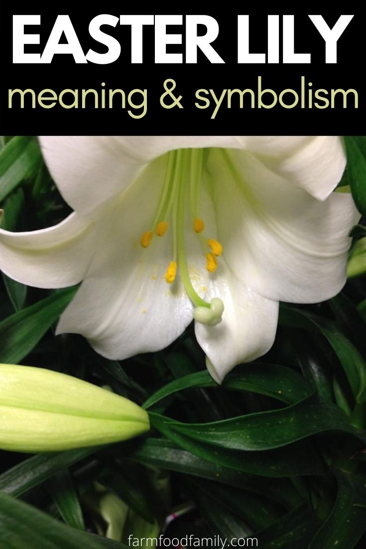 what is easter lily meaning
