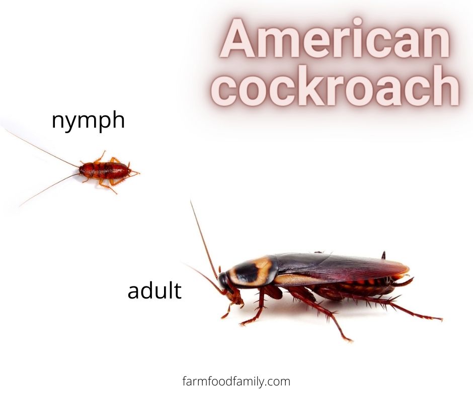 American Cockroaches (Periplaneta americana)