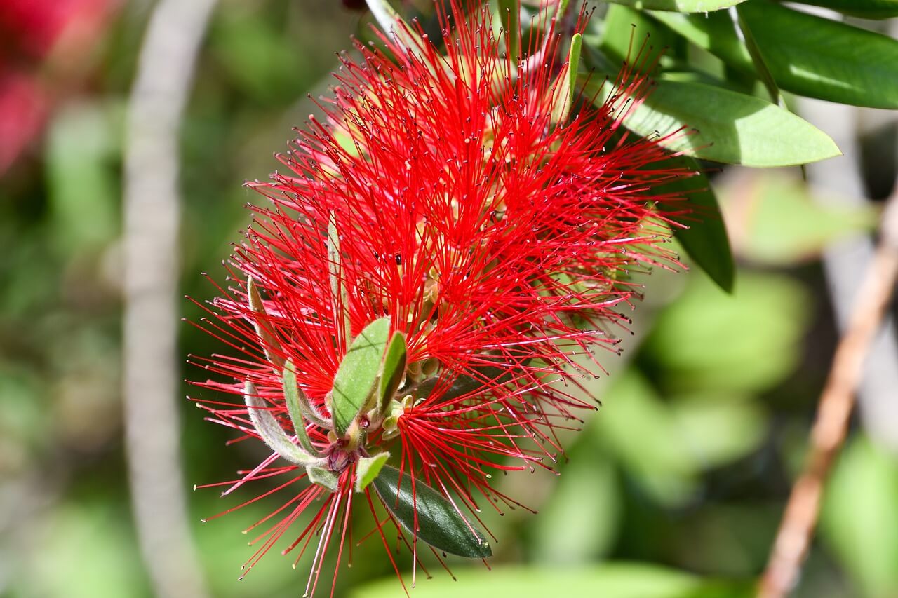 Bottle Brush Tree Varieties, Growing and Caring For Callistemon