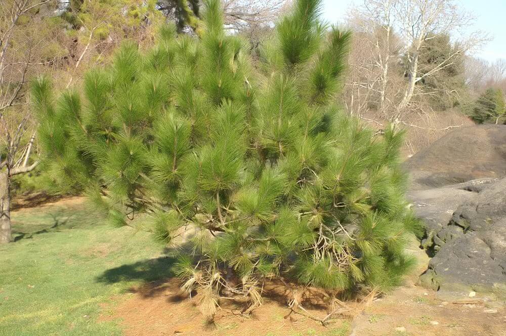 Chinese red pine (Pinus massoniana)