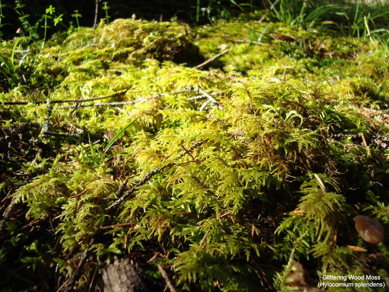 Glittering Wood Moss (Hylocomium splendens)