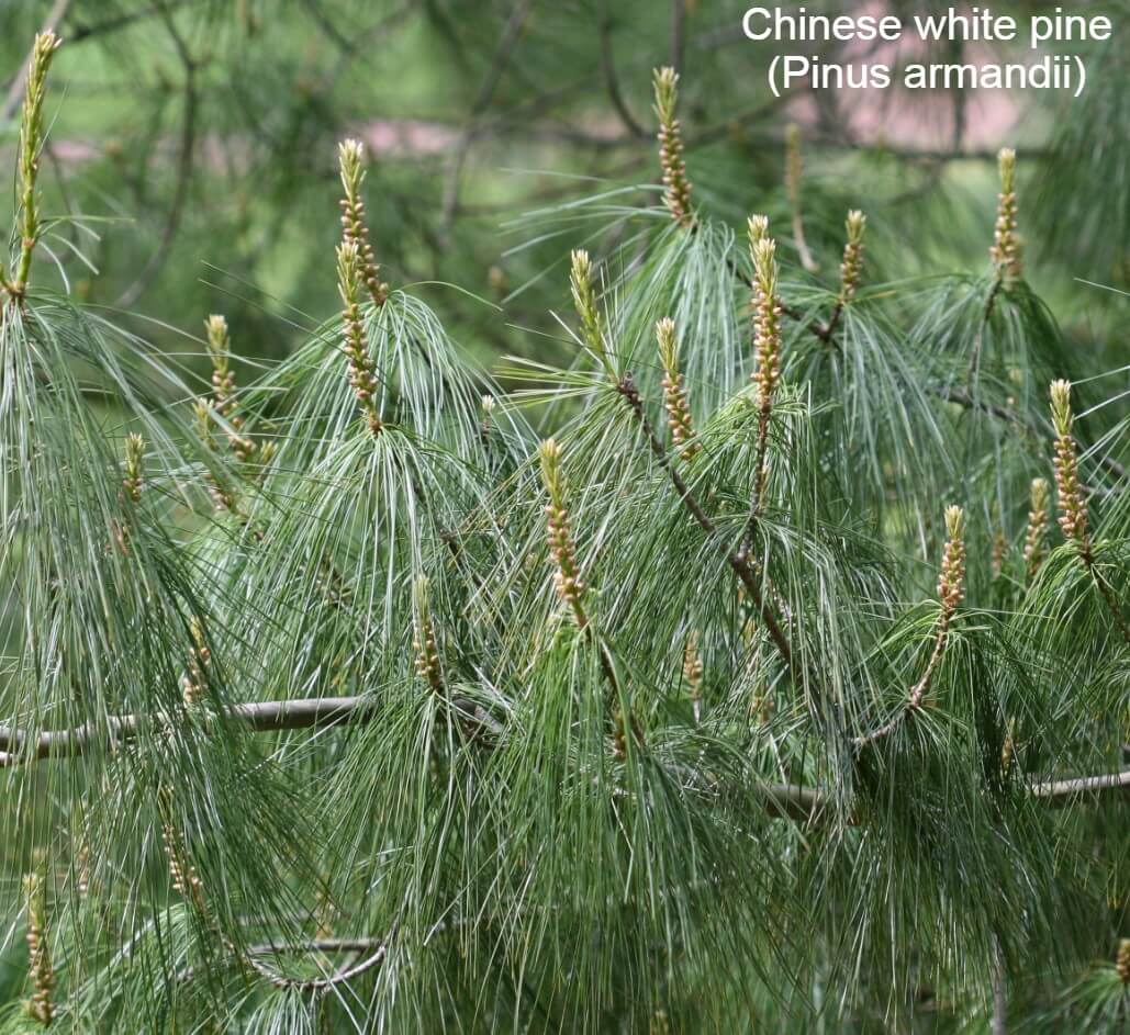 Chinese white pine (Pinus armandii)