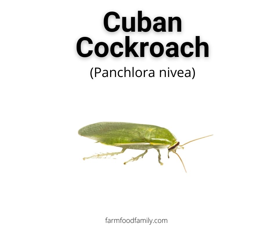 Cuban Cockroaches (Panchlora nivea)