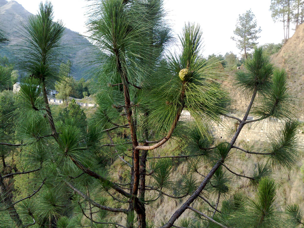 Chir Pine (Pinus roxburghii)