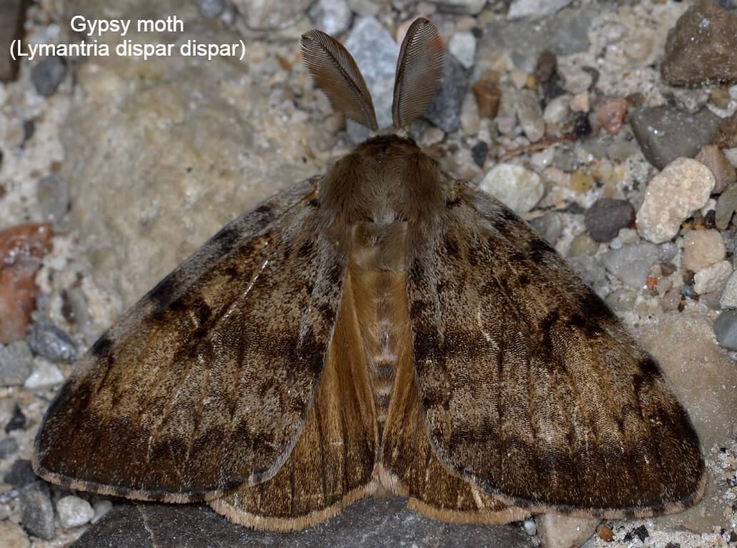 Gypsy moth (Lymantria dispar dispar)
