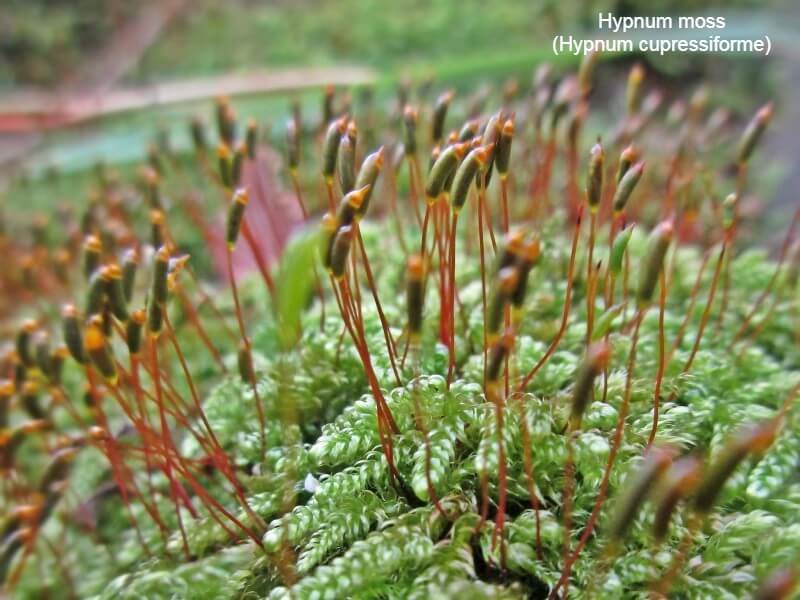 Hypnum moss (Hypnum cupressiforme)