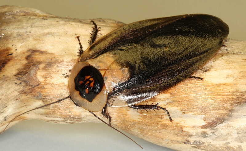 Death Head Cockroach (Blaberus craniifer)