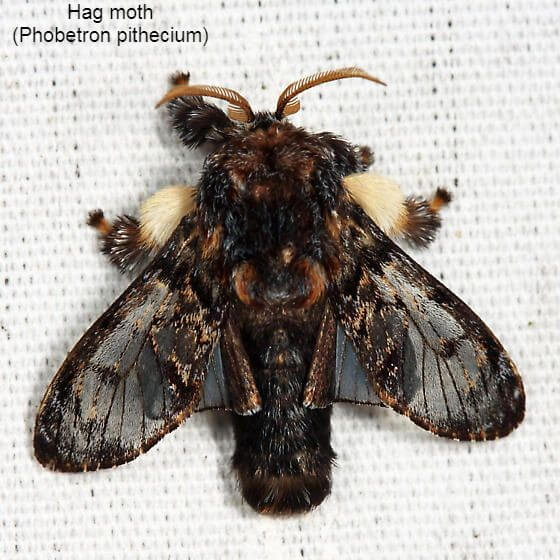 Hag moth (Phobetron pithecium)