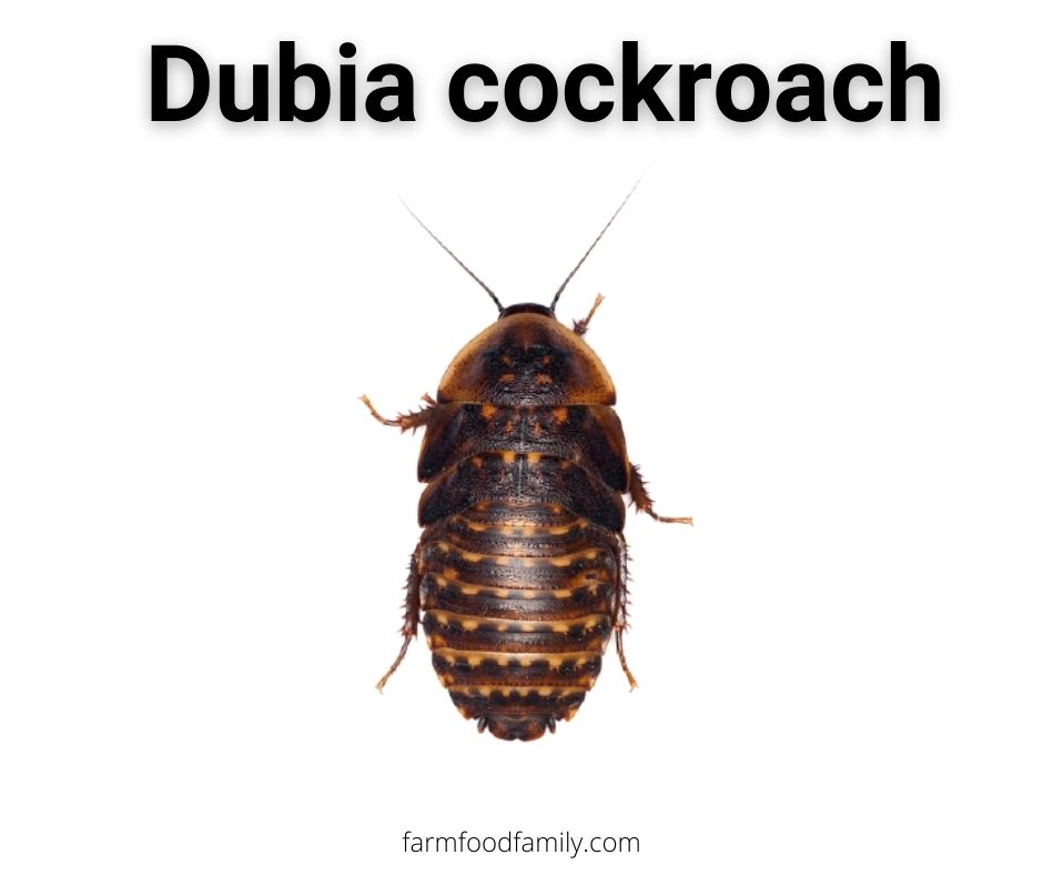 14 dubia Cockroach