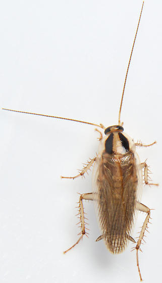 Field Cockroaches (Blattella vaga)