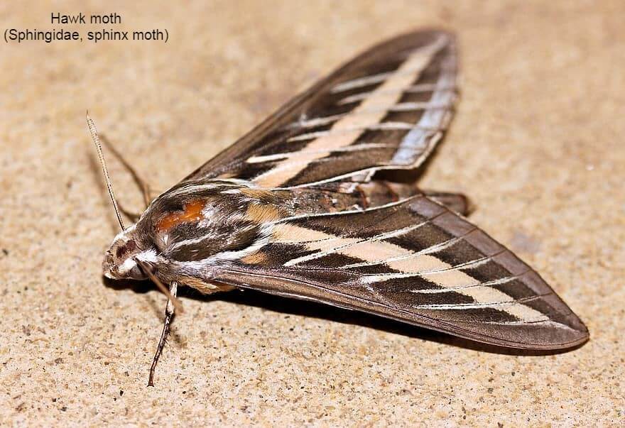 Hawk moth (Sphingidae, sphinx moth)