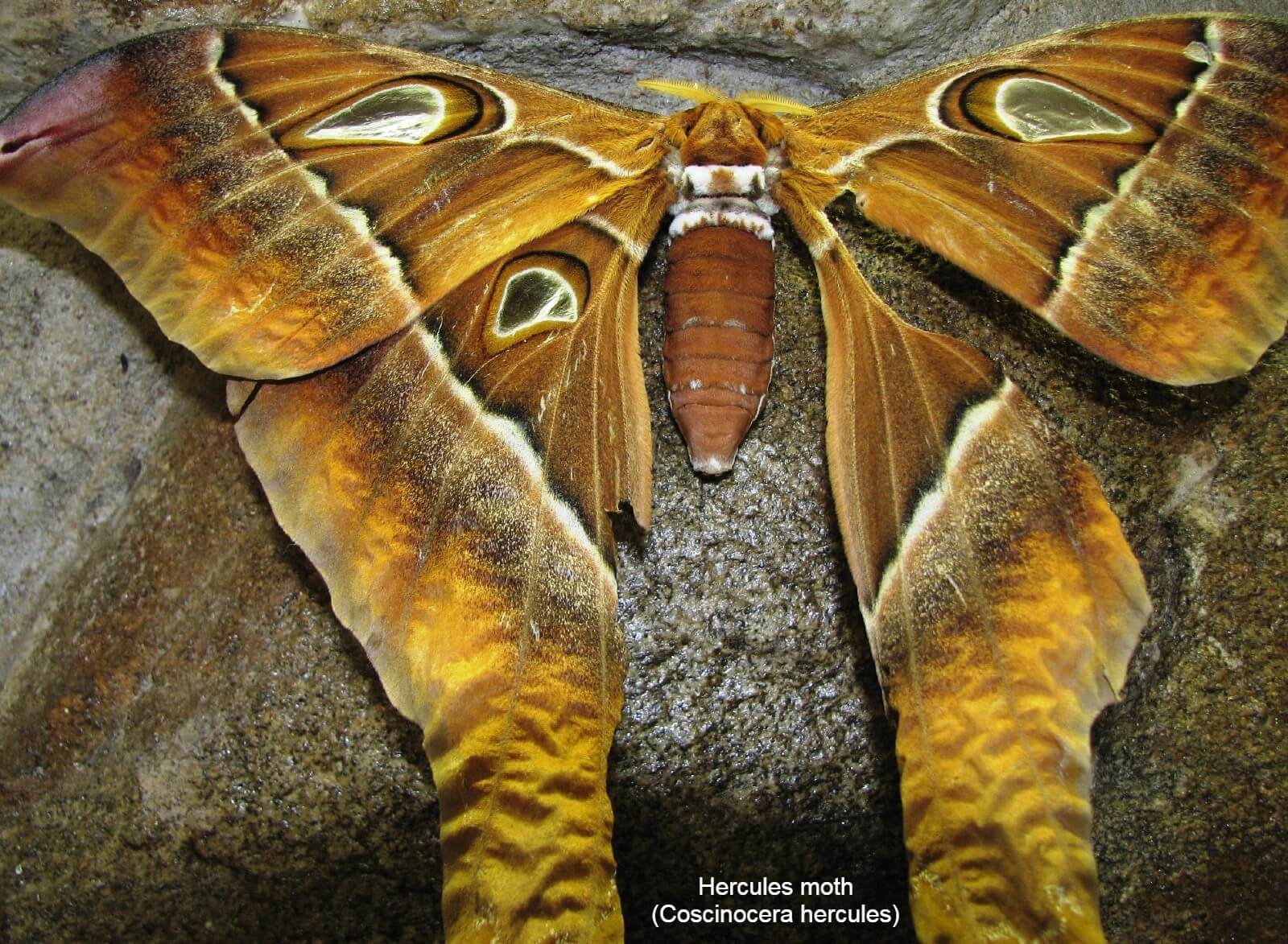 Hercules moth (Coscinocera hercules)