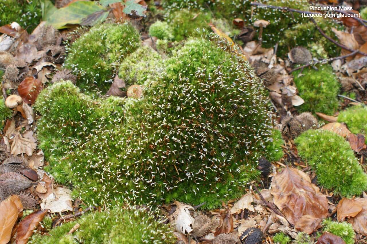 Pincushion Moss (Leucobryum glaucum)
