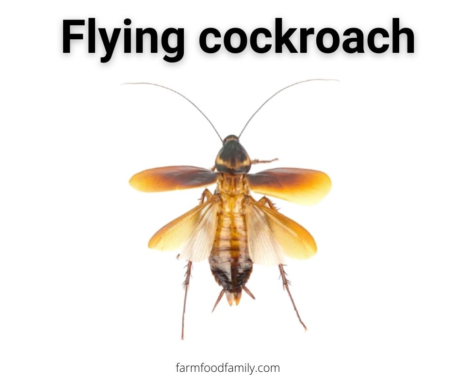 Flying Cockroach