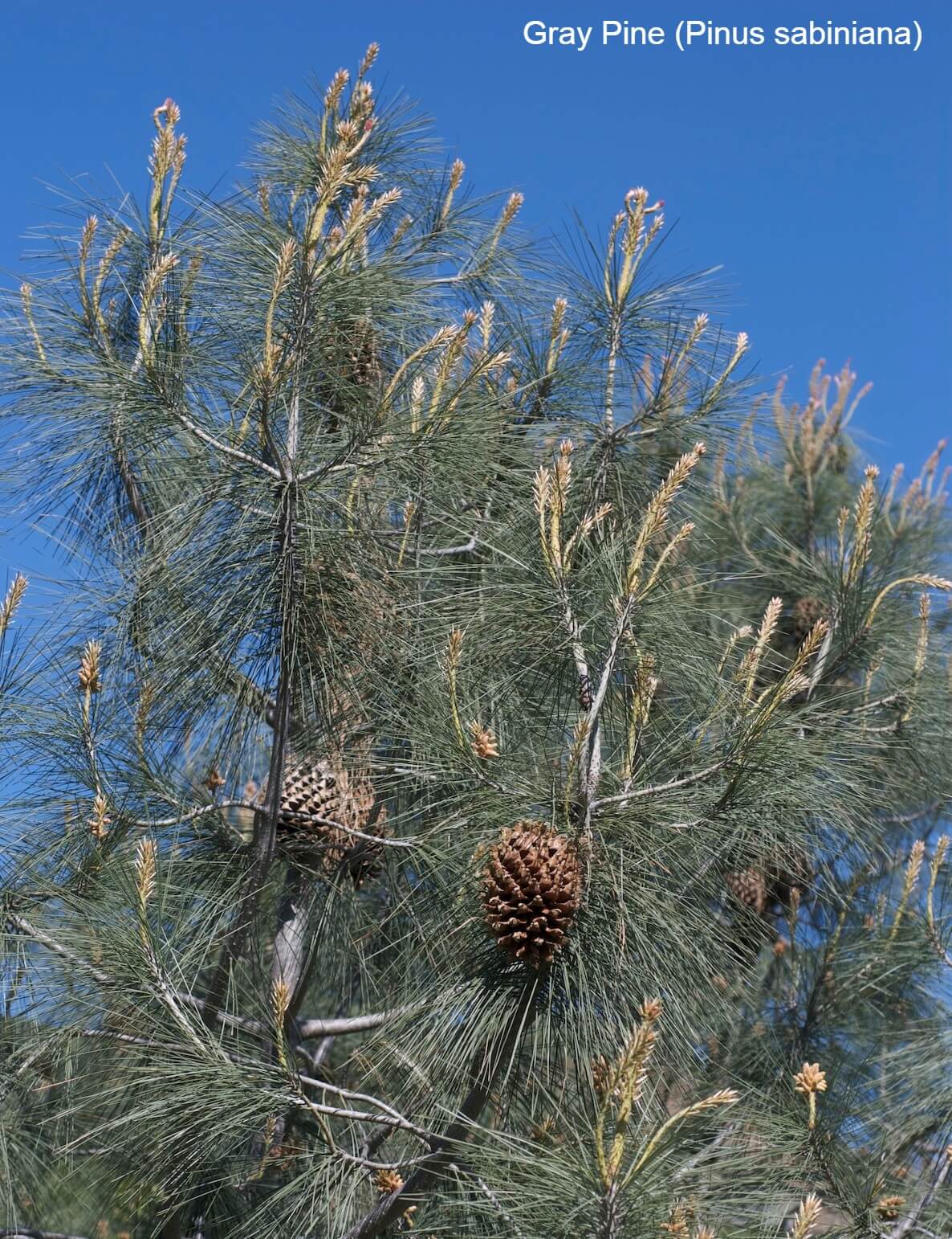 Gray Pine (Pinus sabiniana)