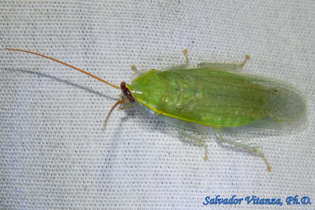 Green Cockroach (Panchlora nivea)