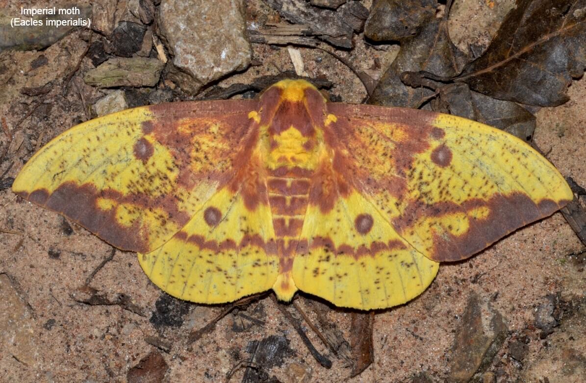 Imperial moth (Eacles imperialis)