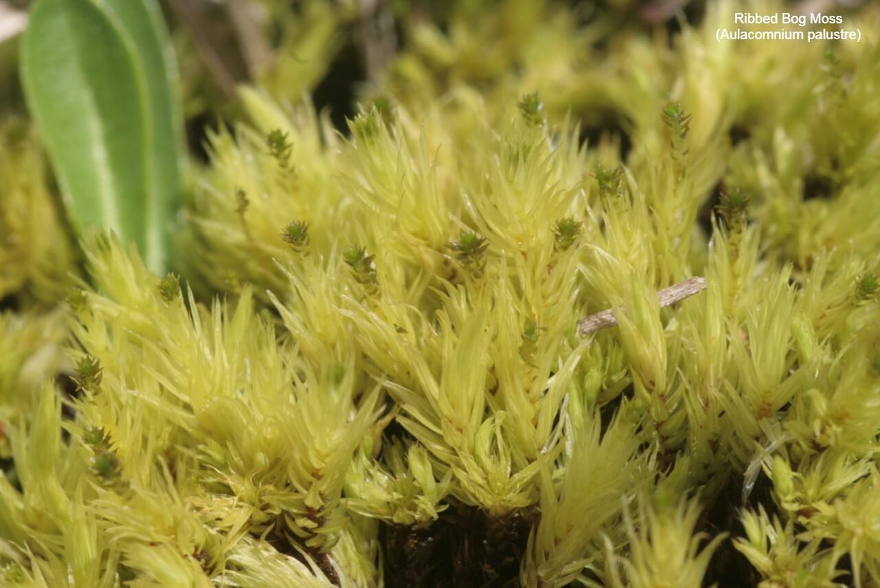 Ribbed Bog Moss (Aulacomnium palustre)