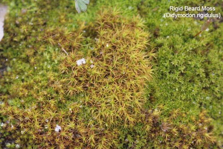 Rigid Beard Moss (Didymodon rigidulus)